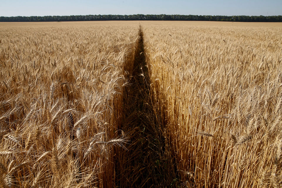 Arabs fear for wheat supplies after Russia invades Ukraine, Life & Culture  - THE BUSINESS TIMES